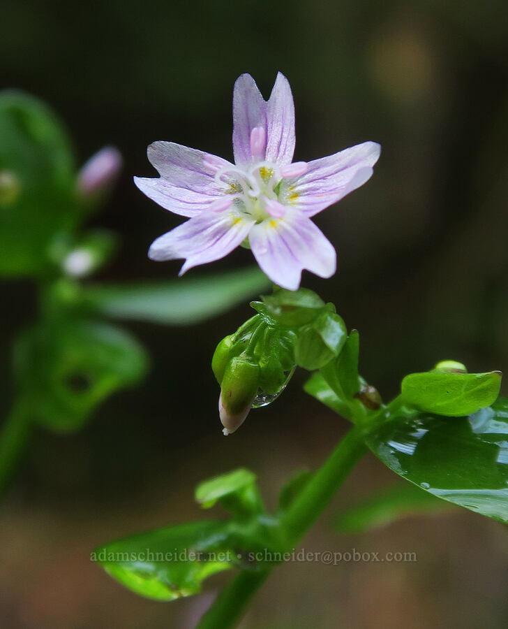 candyflower (Claytonia sibirica (Montia sibirica)) [Forest Road 1828, Mt. Hood National Forest, Clackamas County, Oregon]