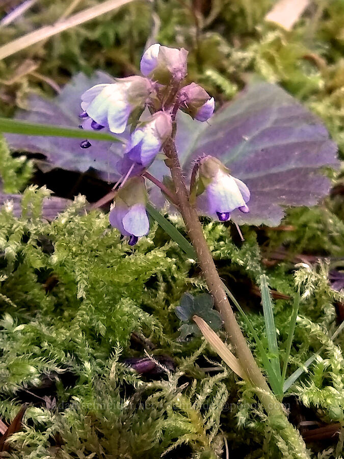 snow queen (Synthyris reniformis (Veronica regina-nivalis)) [Crooked Finger Road, Marion County, Oregon]