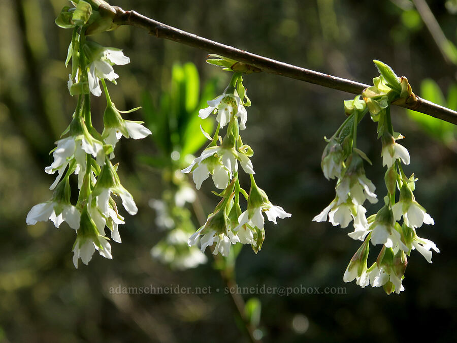 Indian plum (osoberry) flowers (Oemleria cerasiformis) [Tryon Creek State Park, Portland, Multnomah County, Oregon]