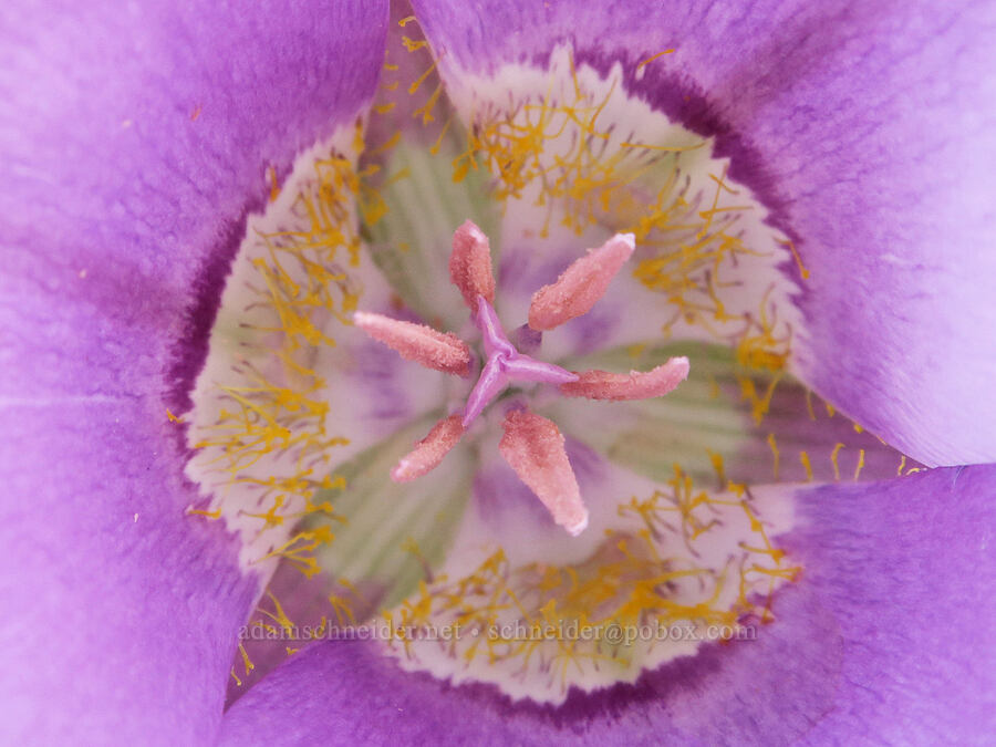 sagebrush mariposa lily close-up (Calochortus macrocarpus) [Cottonwood Canyon, Sherman County, Oregon]