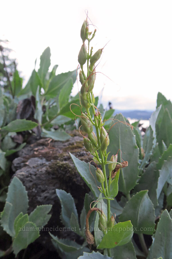 Barrett's penstemon, going to seed (Penstemon barrettiae) [I-84, Wasco County, Oregon]
