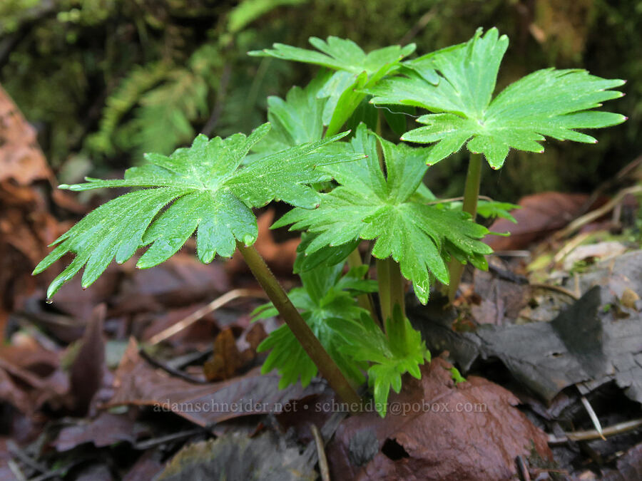 Columbian larkspur leaves (Delphinium trolliifolium) [Angel's Rest Trail, Shepperd's Dell State Park, Multnomah County, Oregon]