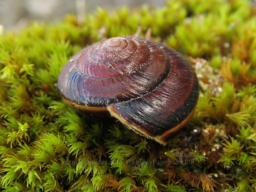 Pacific sideband snail shell (Monadenia fidelis) [Angel's Rest Trail, Mt. Hood National Forest, Multnomah County, Oregon]
