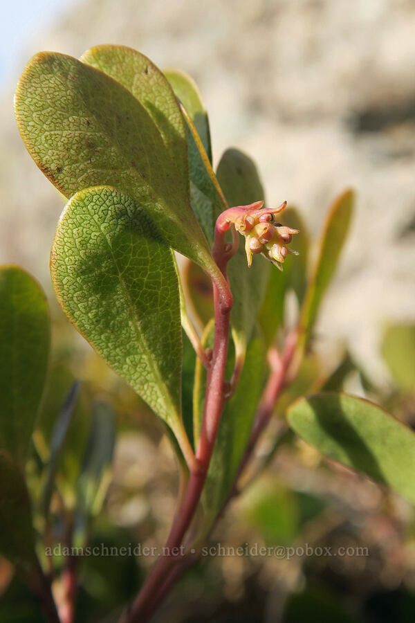 bearberry (kinnickinnick), budding (Arctostaphylos uva-ursi) [Angel's Rest, Mt. Hood National Forest, Multnomah County, Oregon]