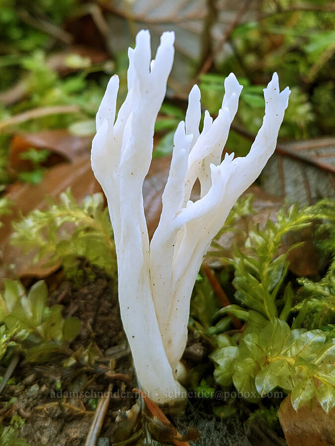 white club fungus (Clavulina sp.) [Hagg Lake, Klickitat County, Oregon]