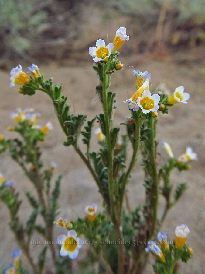 Leiberg's sand phacelia (Phacelia leibergii (Phacelia bicolor var. leibergii)) [Oregon Badlands Wilderness, Deschutes County, Oregon]