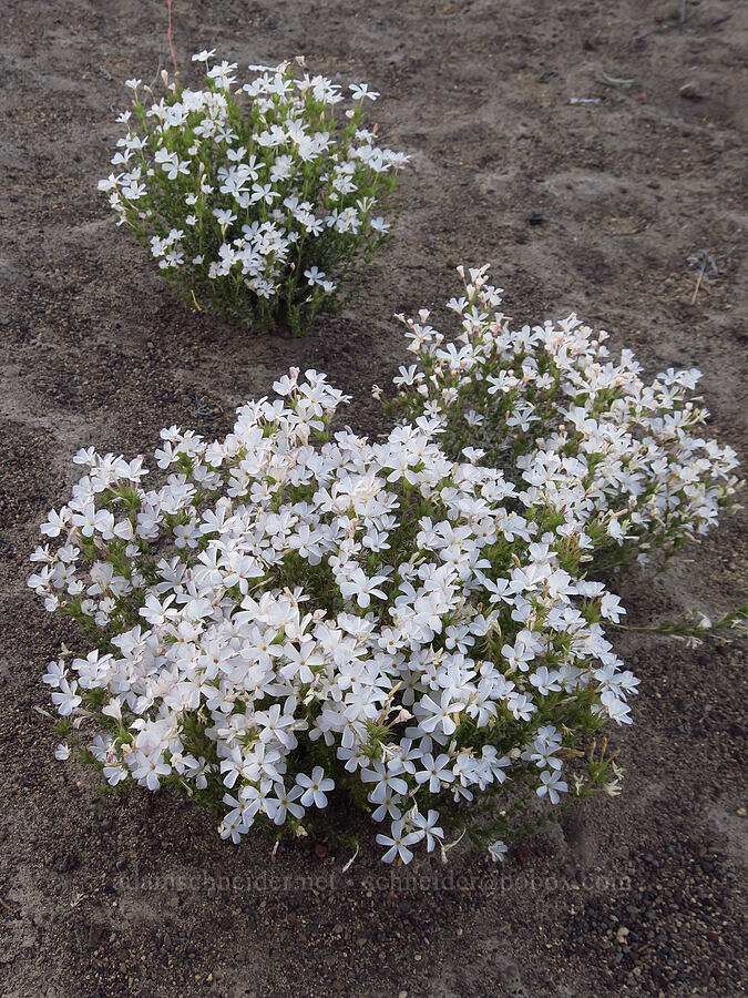 granite prickly-phlox (Linanthus pungens (Leptodactylon pungens)) [Oregon Badlands Wilderness, Deschutes County, Oregon]