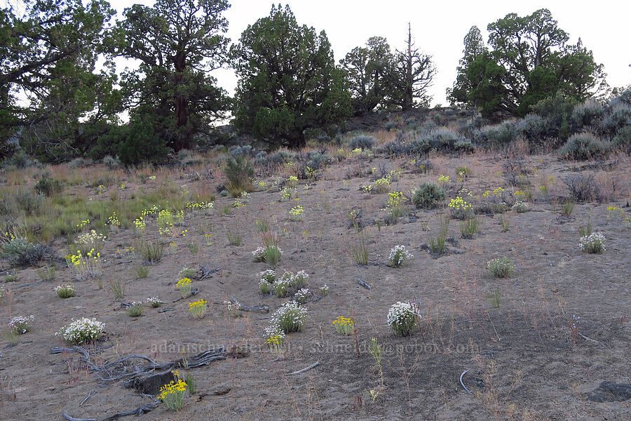 wildflowers [Oregon Badlands Wilderness, Deschutes County, Oregon]