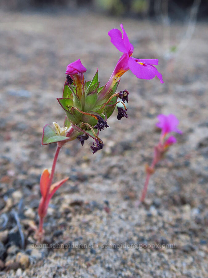 Deschutes monkeyflower (Diplacus deschutesensis (Mimulus cusickii)) [Oregon Badlands Wilderness, Deschutes County, Oregon]