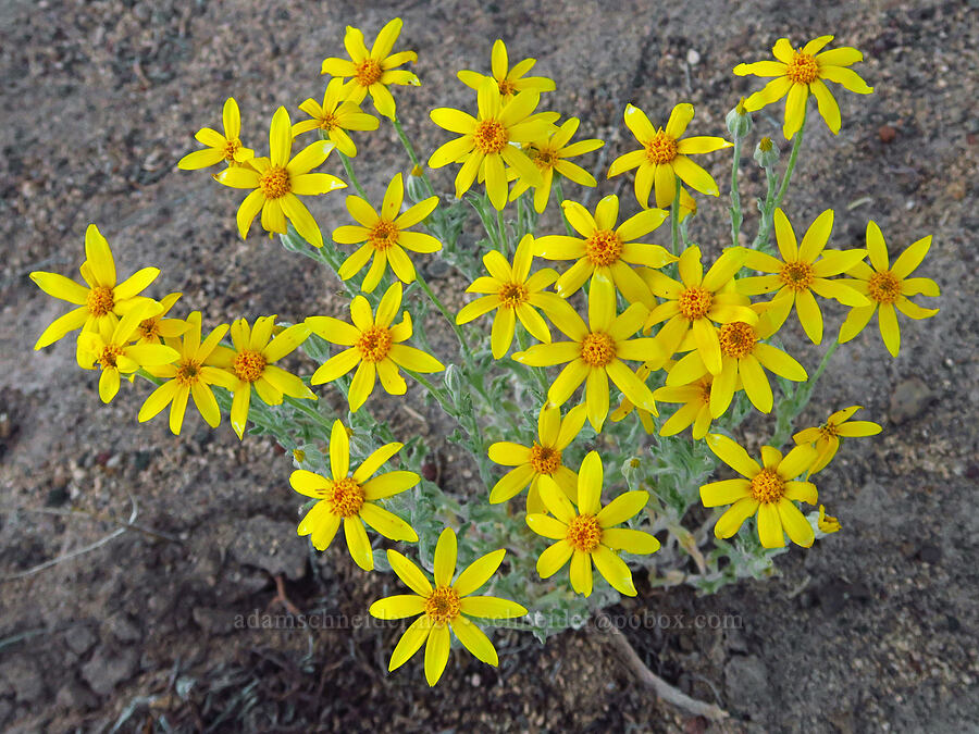 tiny Oregon sunshine (Eriophyllum lanatum) [Oregon Badlands Wilderness, Deschutes County, Oregon]