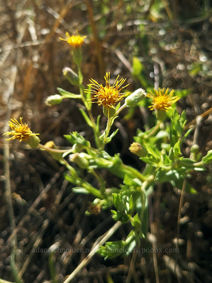 rayless false golden-aster (Heterotheca oregona) [Keizer Rapids Park, Keizer, Oregon]