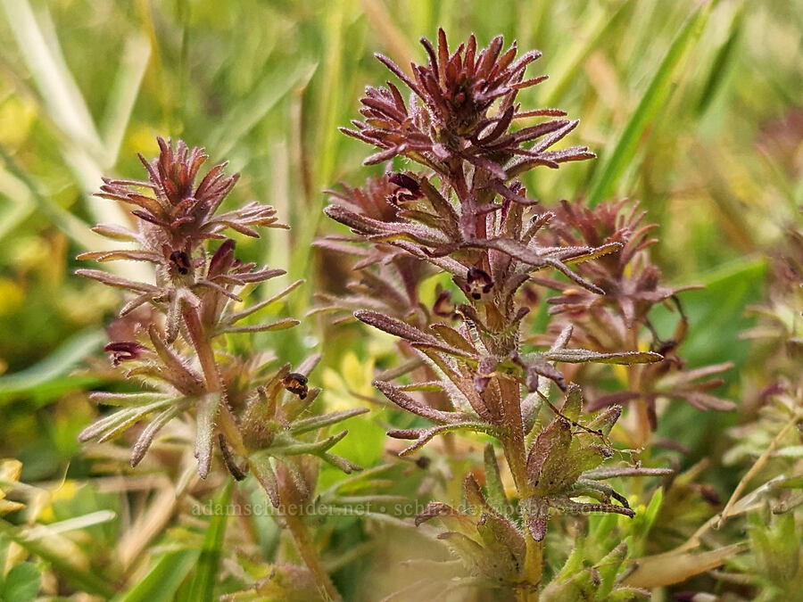 dwarf owl's-clover (Triphysaria pusilla (Orthocarpus pusillus)) [Fort Stevens State Park, Clatsop County, Oregon]