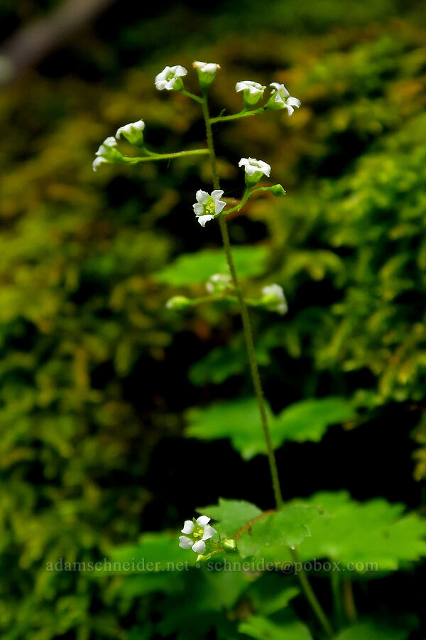 Oregon coolwort (Sullivantia oregana) [Cabin Creek Falls, Starvation Creek State Park, Hood River County, Oregon]