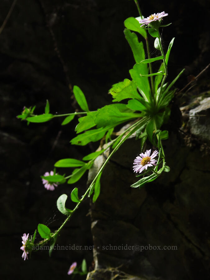 Columbia Gorge fleabane (Erigeron oreganus) [Cabin Creek Falls, Starvation Creek State Park, Hood River County, Oregon]